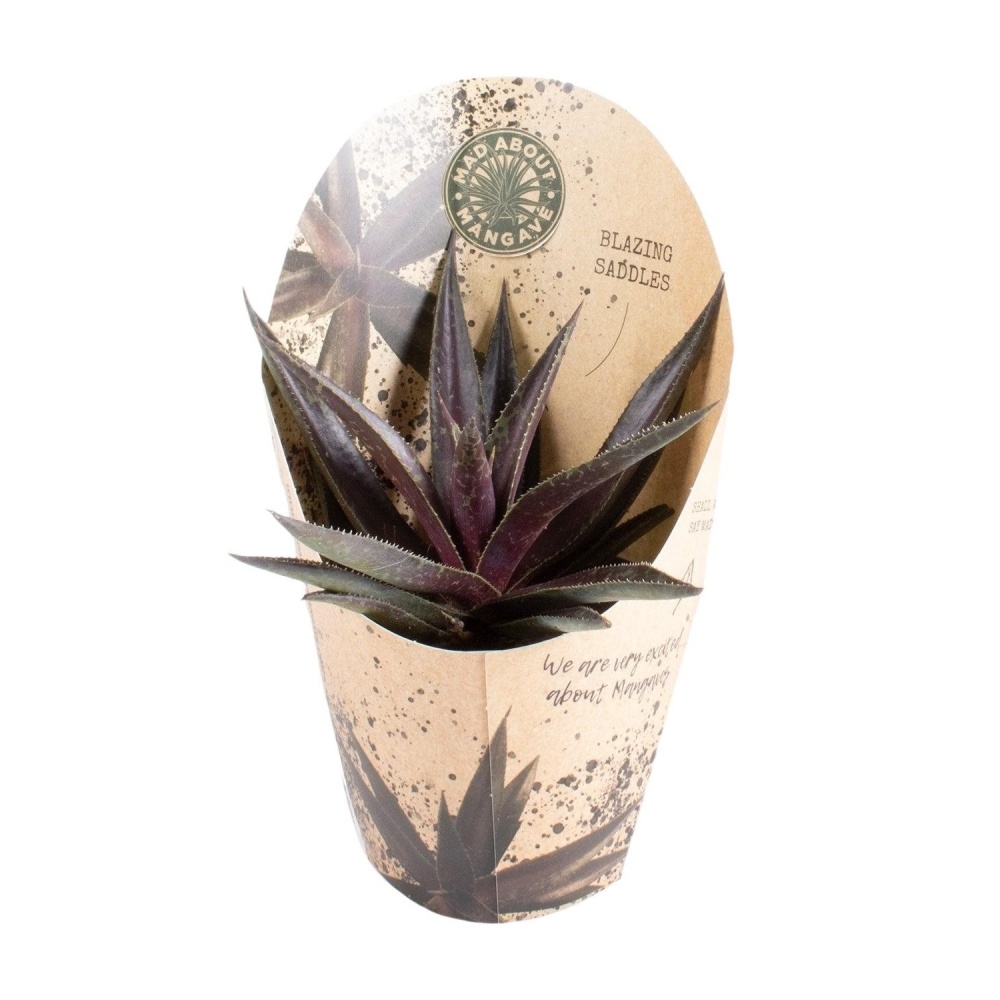 Mangave mix květináč 13cm-0