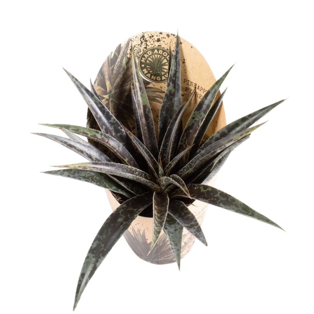 Mangave mix květináč 13cm-1