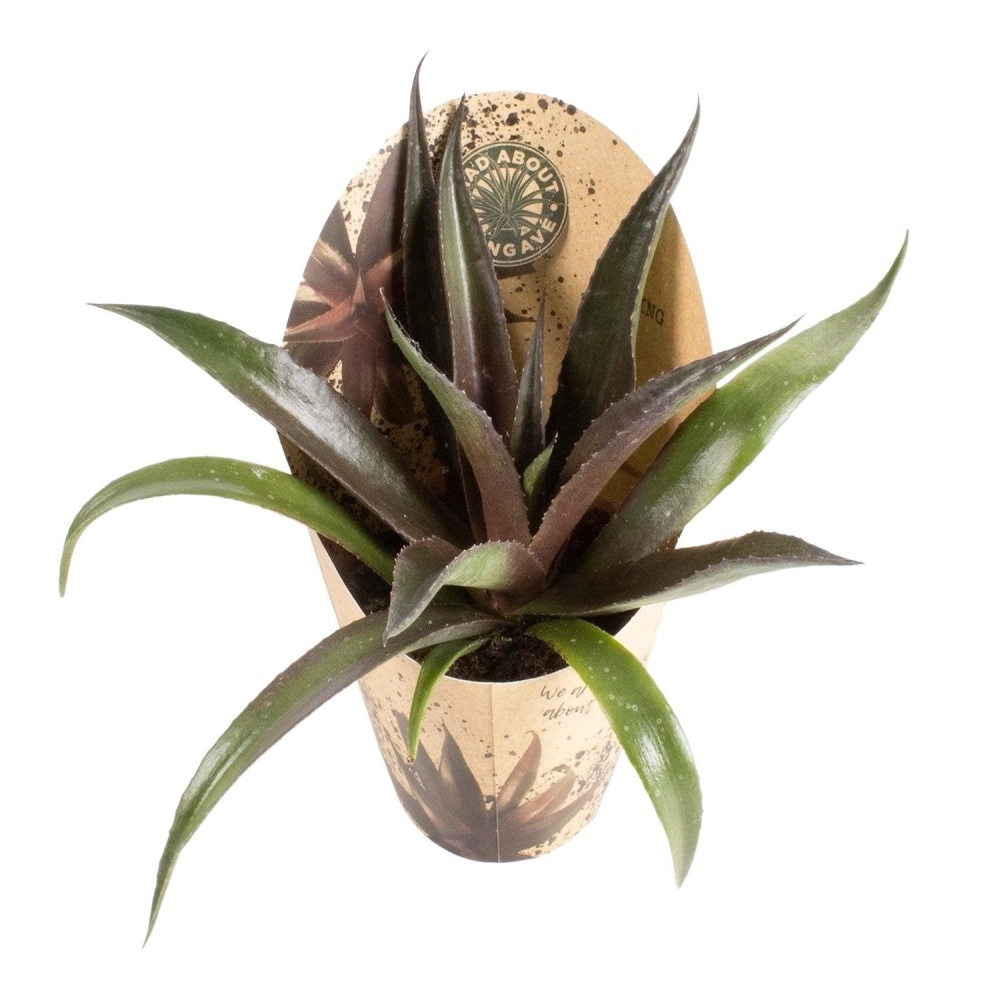 Mangave mix květináč 13cm-2