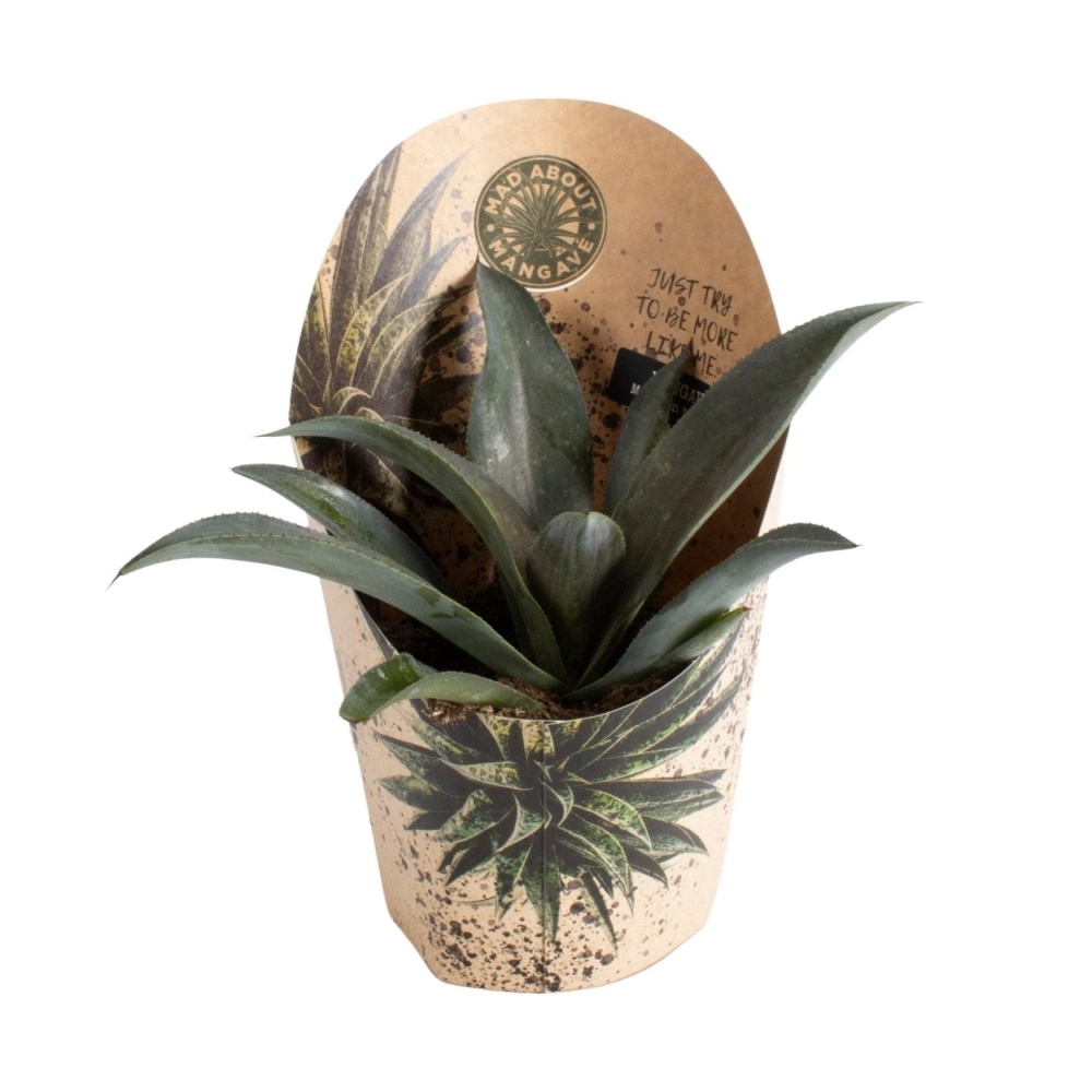 Mangave mix květináč 13cm-3