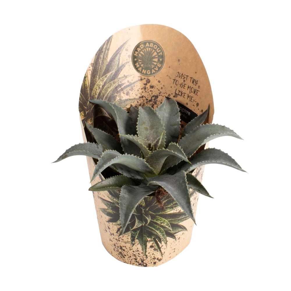 Mangave mix květináč 13cm-4