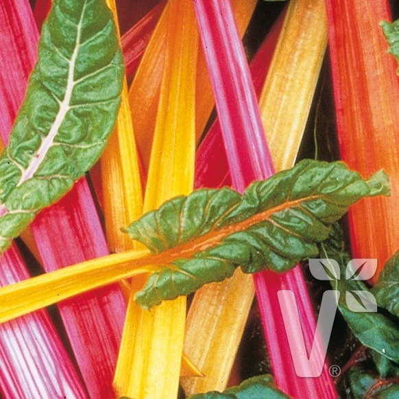 Rostliny - Mangold Bright Lights 12cm