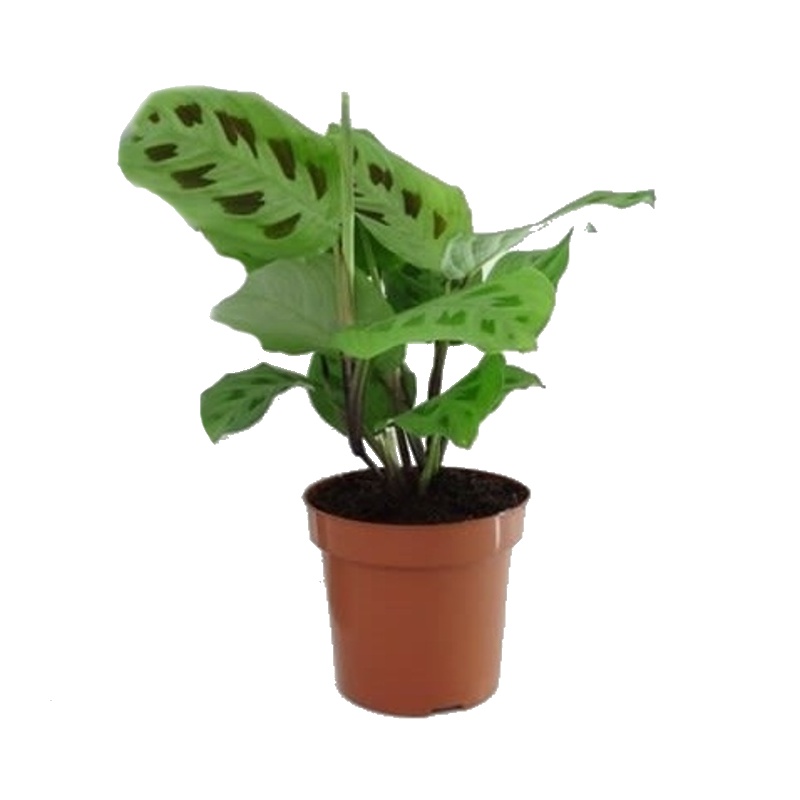 Okrasné pokojové rostliny - Maranta 'Kerchoveana' květináč 12cm