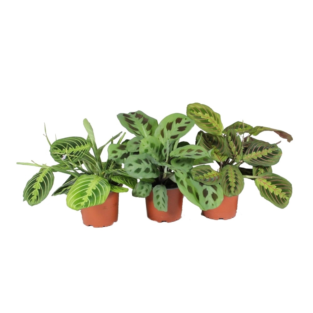 Okrasné pokojové rostliny - Maranta mix květináč 12cm