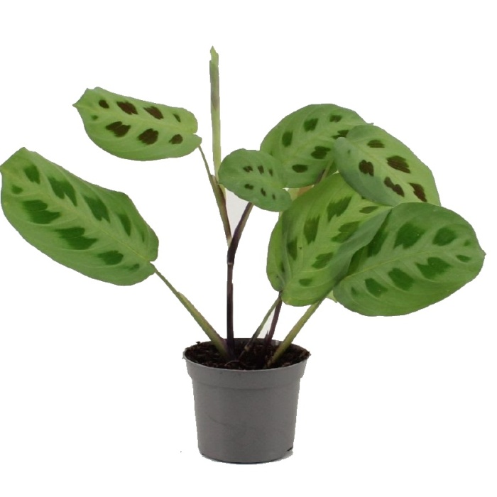 Okrasné pokojové rostliny - Maranta MIX květináč 6cm