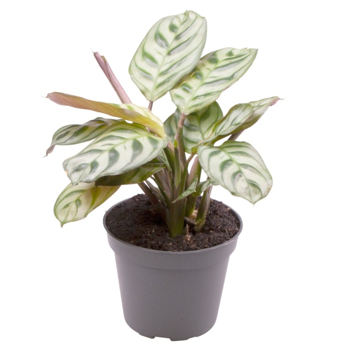 Maranta MIX květináč 6cm-0