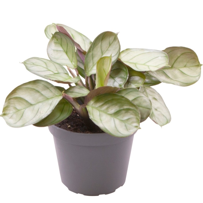 Maranta MIX květináč 6cm-1