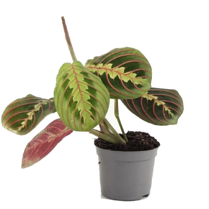 Maranta MIX květináč 6cm-2