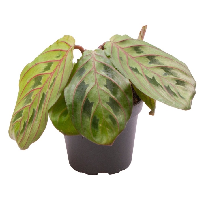 Maranta MIX květináč 6cm-3