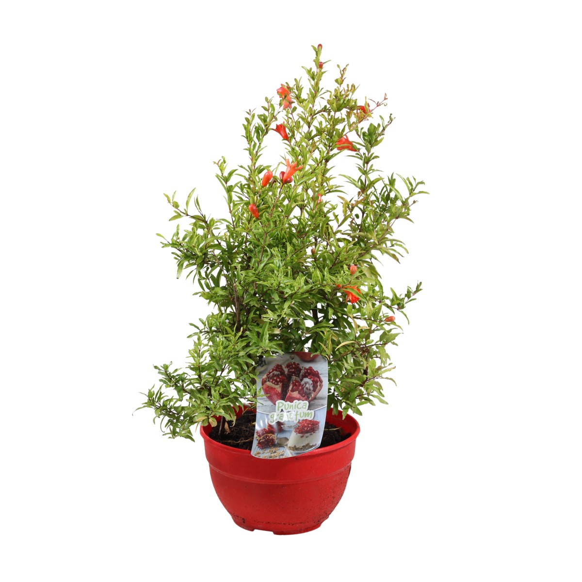 Nádobové květiny - Marhaník obecný - granátové jablko miska 2,6 litru