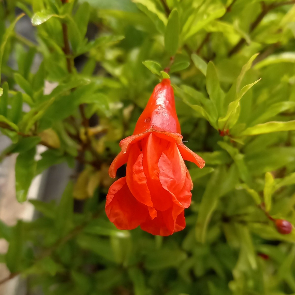 Marhaník obecný - granátové jablko miska 2,6 litru-0