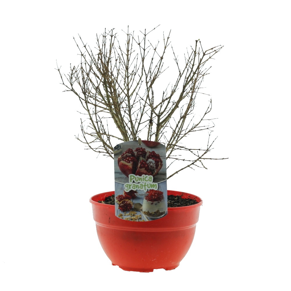 Marhaník obecný - granátové jablko miska 2,6 litru-1