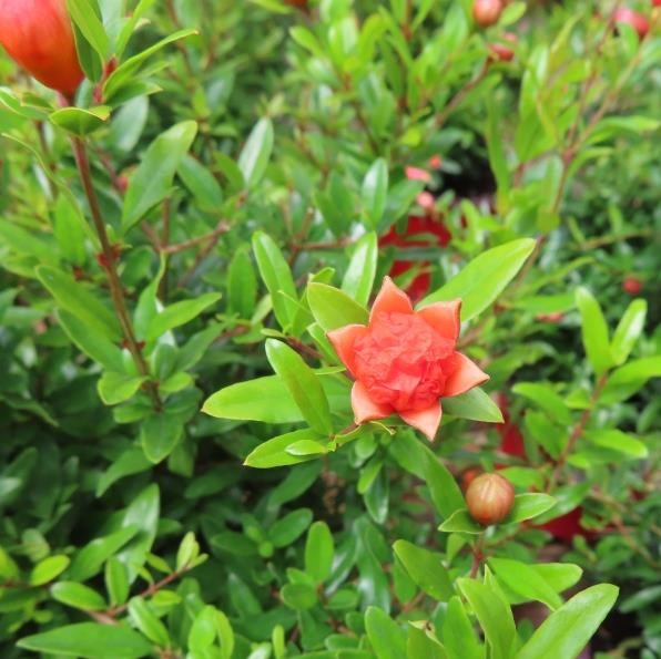 Nádobové květiny - Marhaník obecný květináč 15cm, výška 20/30cm, keř