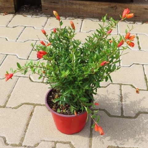 Marhaník obecný květináč 15cm, výška 20/30cm, keř-0