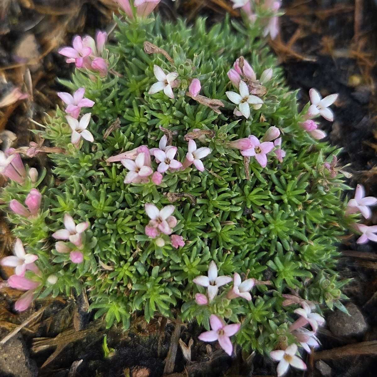 Skalničky - Mařinka květináč 9cm