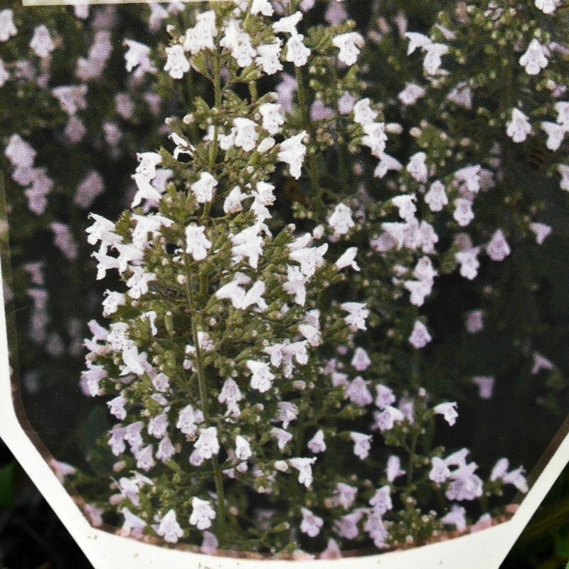 Na slunce - Marulka lékařská ssp. nepeta 9cm