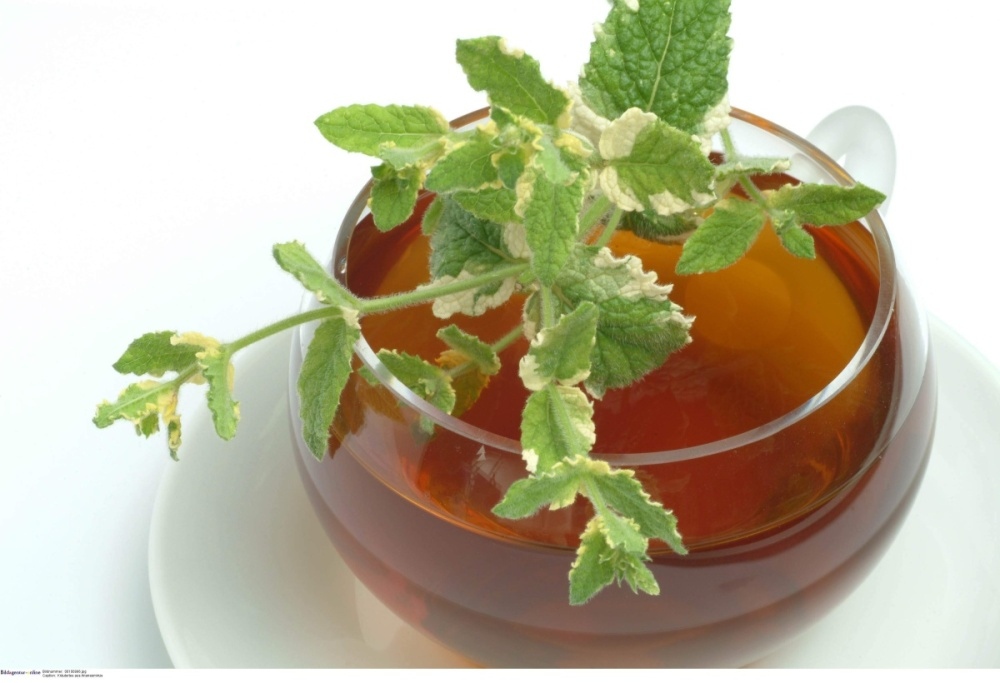 Máta ananasová Variegata BIO květináč 12cm-0