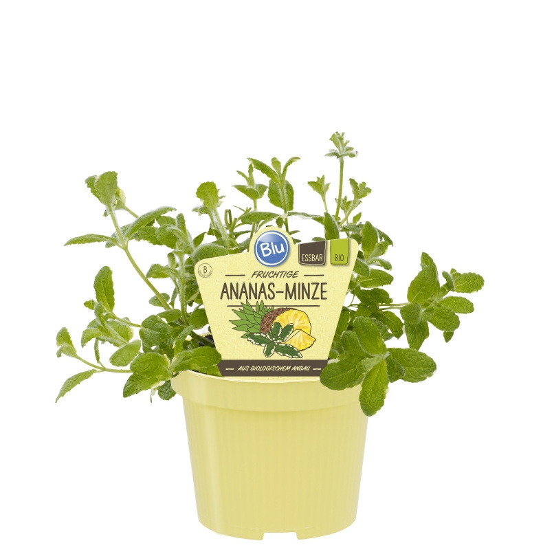 Bylinky - Máta ananasová Variegata BIO květináč 12cm