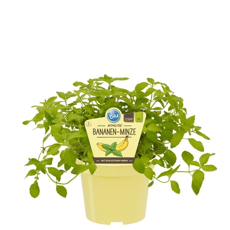 Bylinky - Máta banánová BIO květináč 12cm