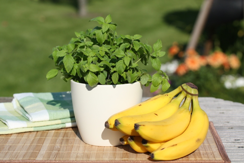 Máta banánová BIO květináč 12cm-0