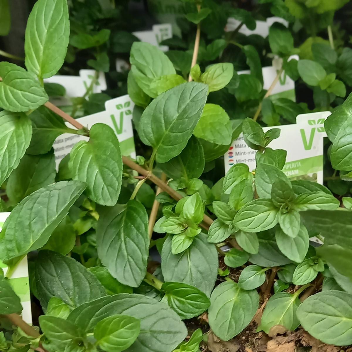 Bylinky - Máta Black Mitcham květináč 12cm