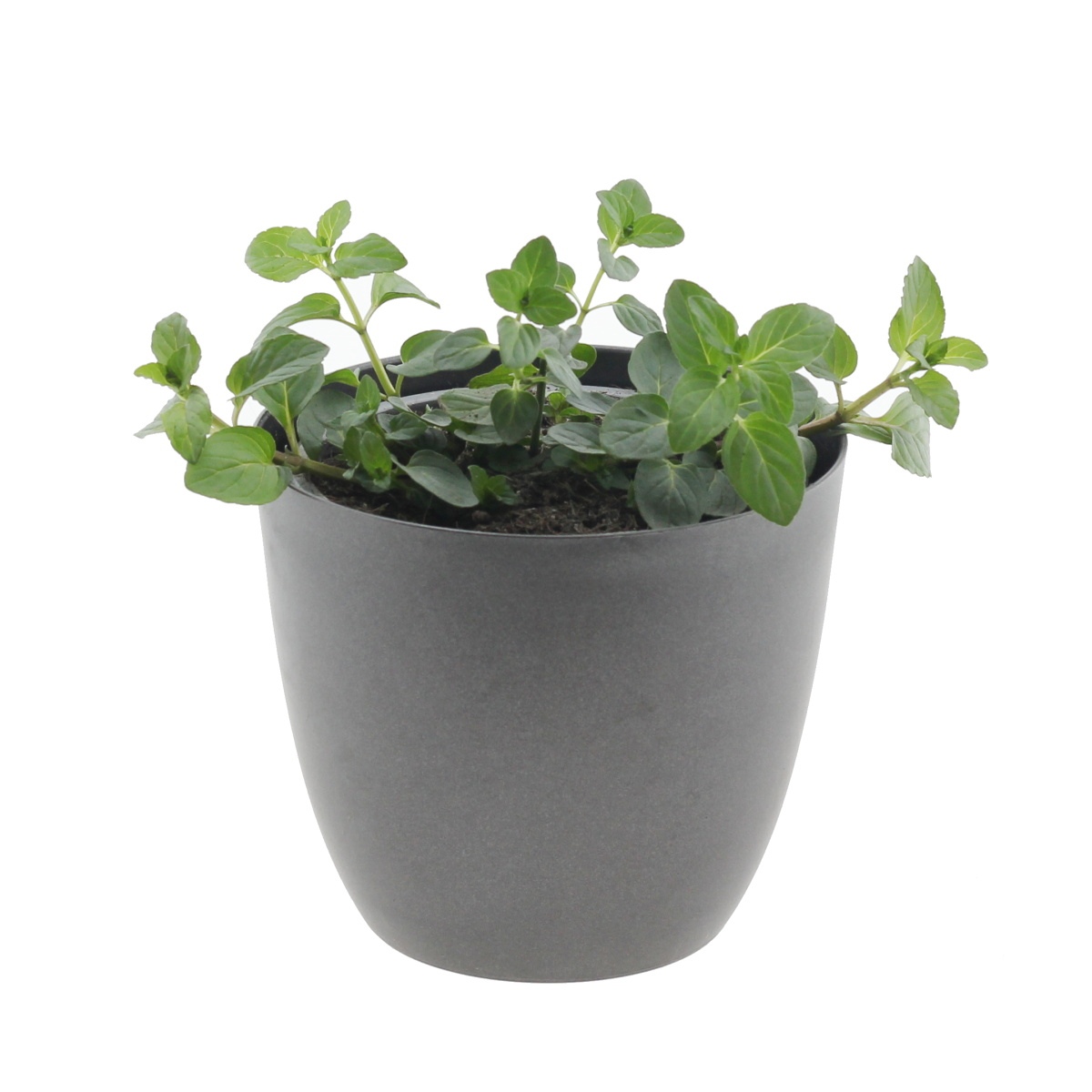 Bylinky - Máta čokoládová 12cm