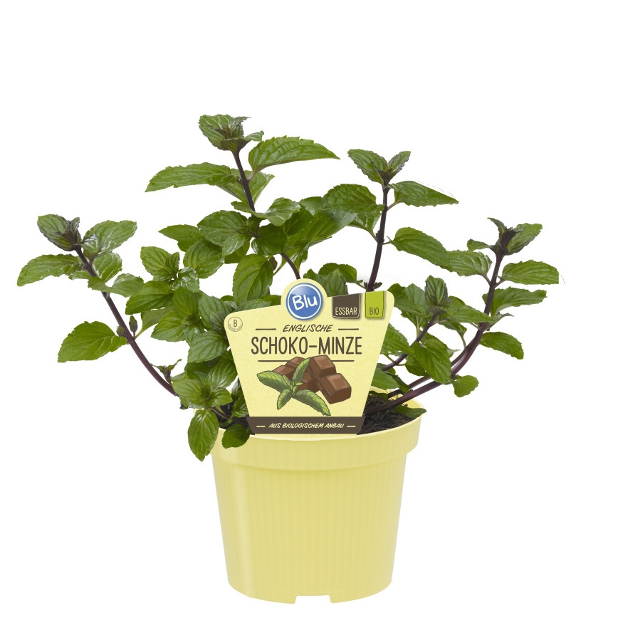 Bylinky - Máta čokoládová BIO květináč 12cm