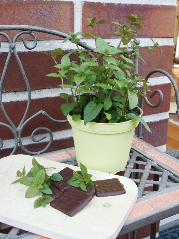 Máta čokoládová BIO květináč 12cm-0