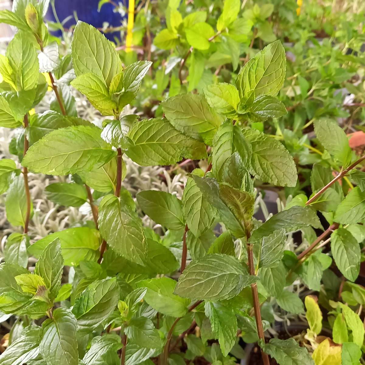 Bylinky - Máta čokoládová květináč 14cm