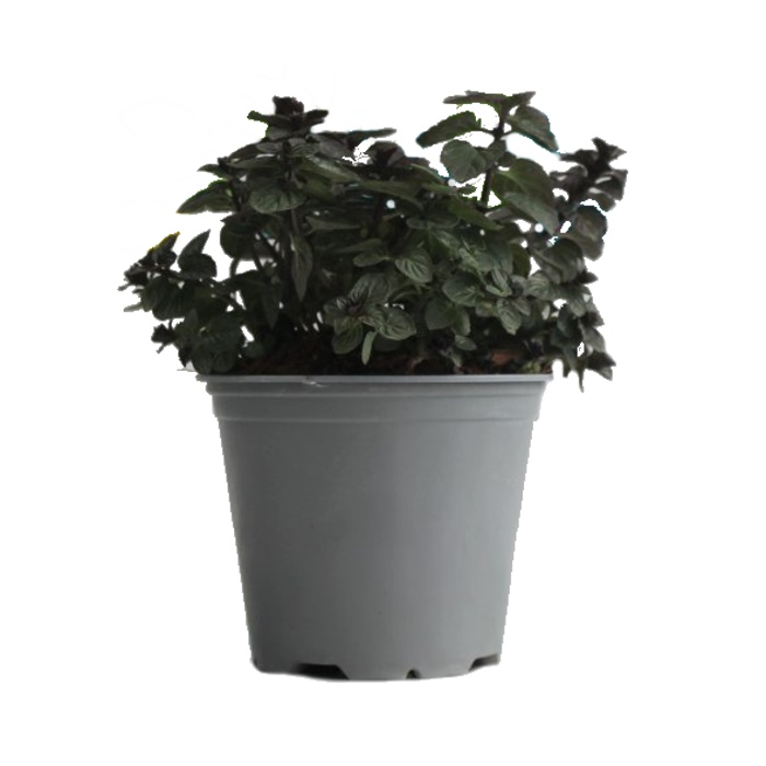 Bylinky - Máta Glacial květináč 14cm