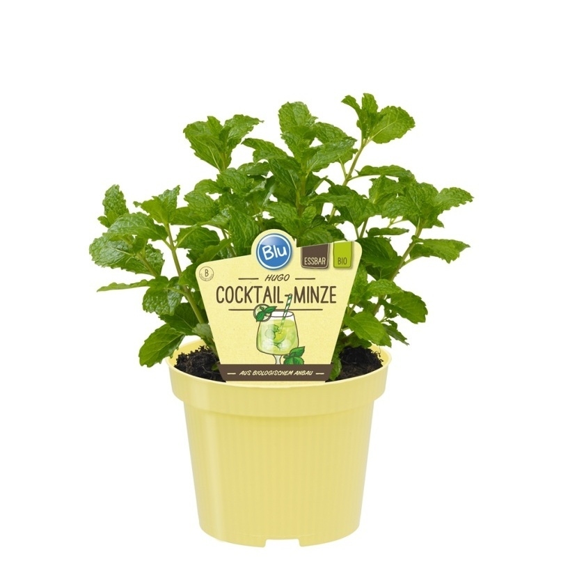 Bylinky - Máta Hugo koktejl BIO květináč 12cm