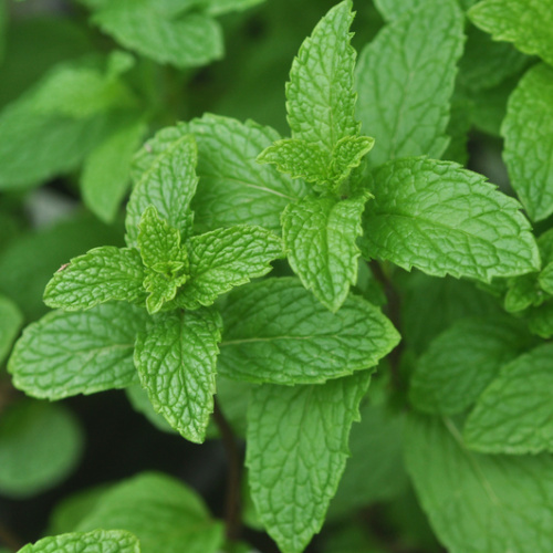 Bylinky - Máta jablečná Pomo 12cm