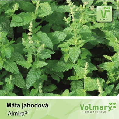 Bylinky - Máta jahodová 'Almira' 12cm
