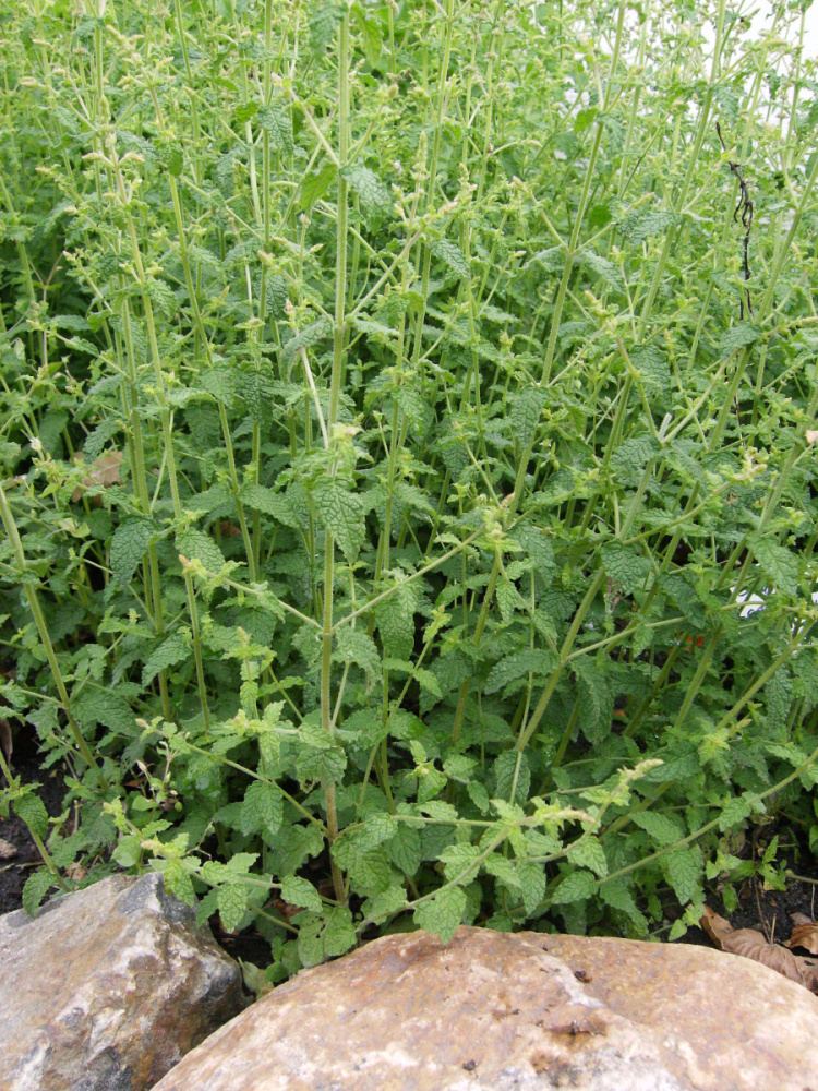 Máta jahodová BIO květináč 12cm-0