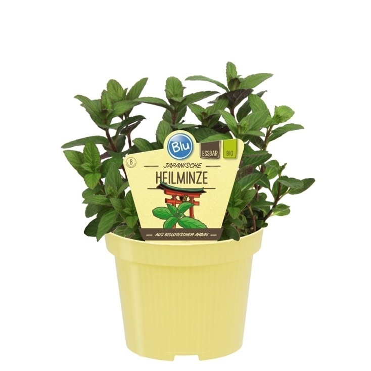 Bylinky - Máta japonská BIO květináč 12cm