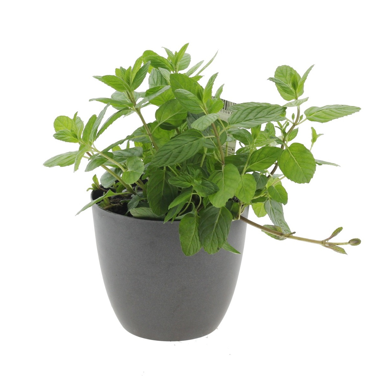Bylinky - Máta klasnatá Garden Mint květináč 12cm
