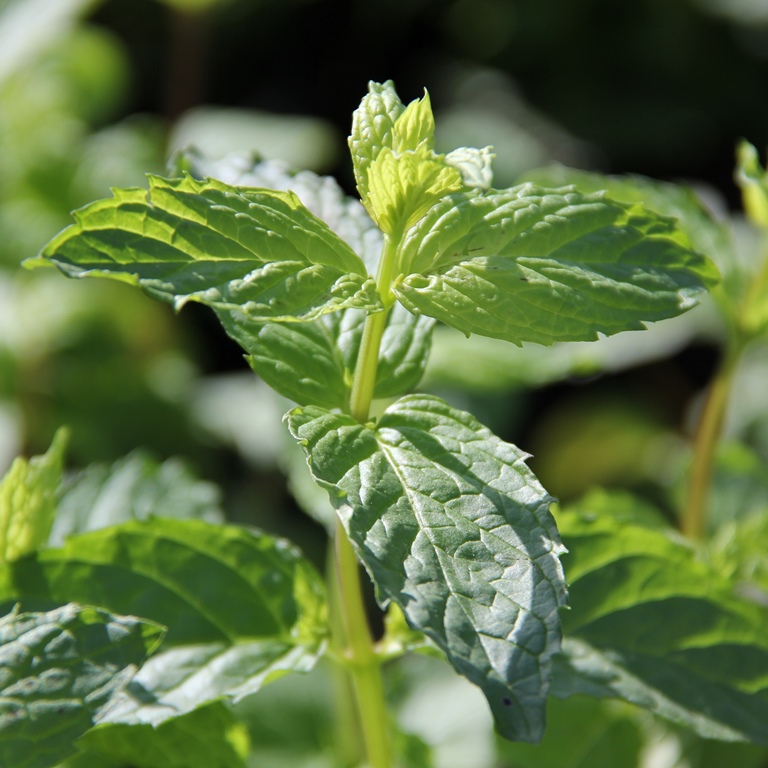 Bylinky - Máta květináč 14cm