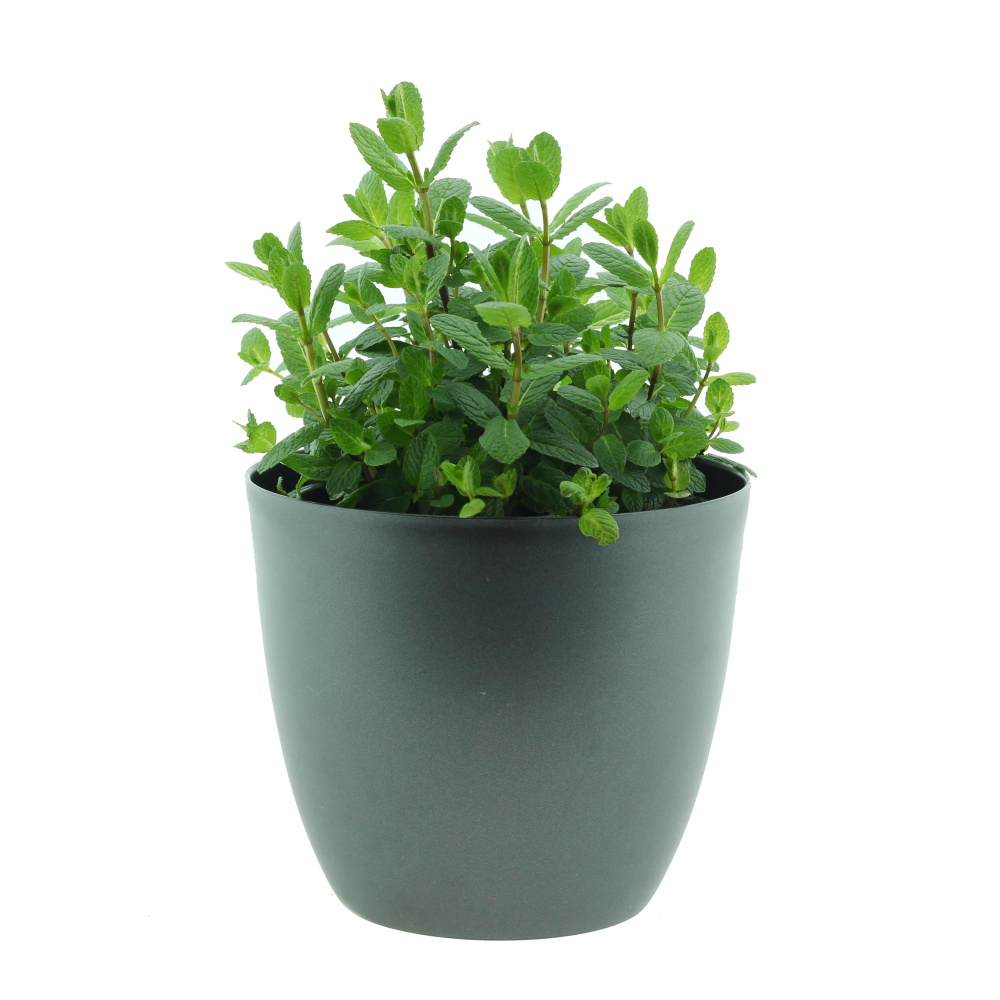 Bylinky - Máta květináč 18m