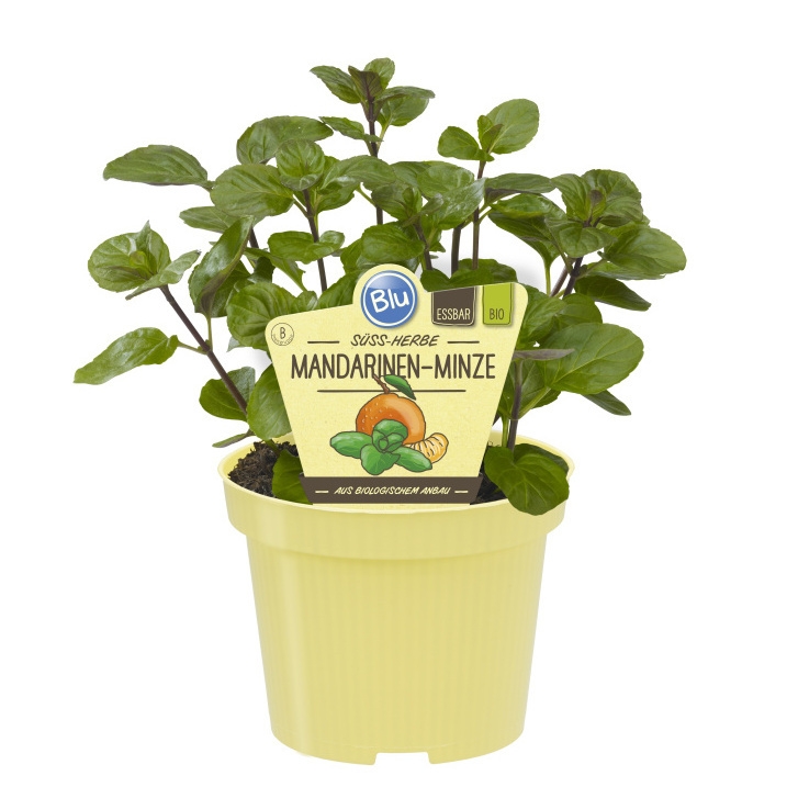 Bylinky - Máta madrarinková BIO květináč 12cm