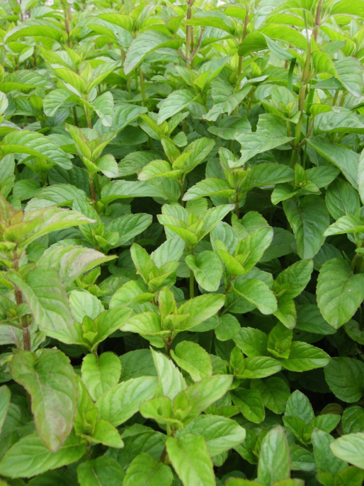 Máta madrarinková BIO květináč 12cm-0