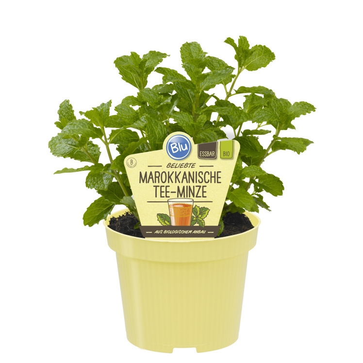Bylinky - Máta marocká BIO květináč 12cm