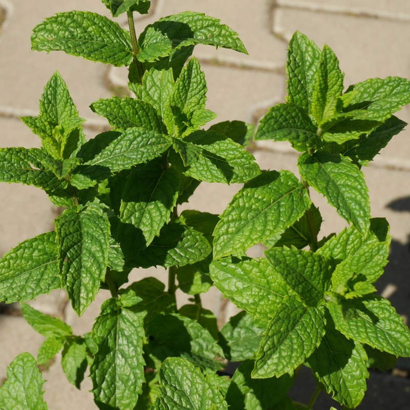 Bylinky - Máta marocká 'Marokko' 9cm