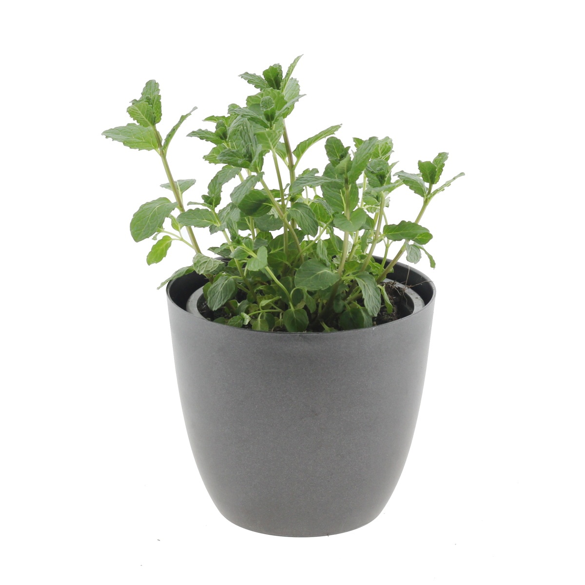 Bylinky - Máta marocká Maroko 12cm