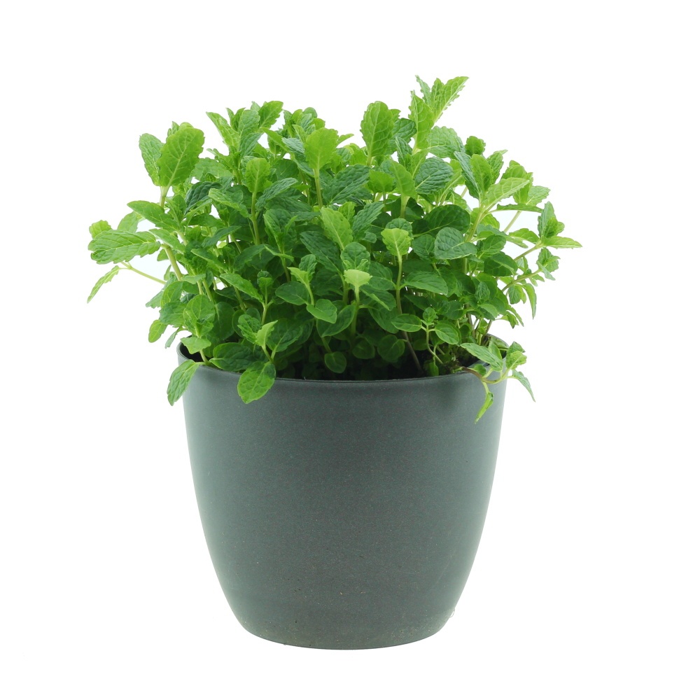 Bylinky - Máta Marokko květináč 14cm