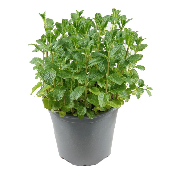 Bylinky - Máta Mojito Mentha květináč 14cm