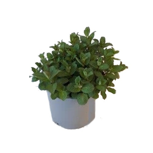 Bylinky - Máta peprná květináč 14cm