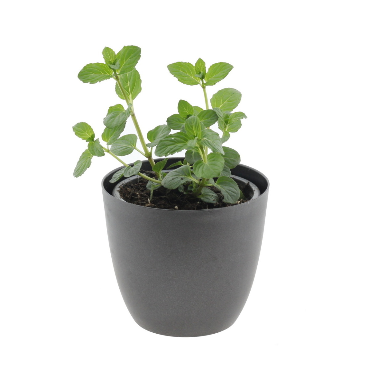 Bylinky - Máta peprná Multimentha květináč 12cm