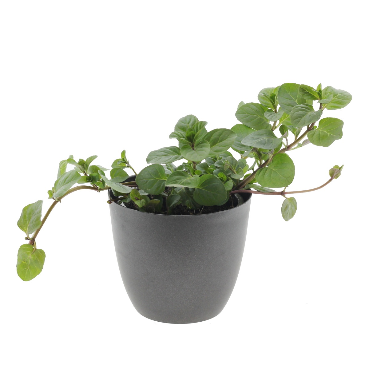 Bylinky - Máta pomerančová Granada 12cm