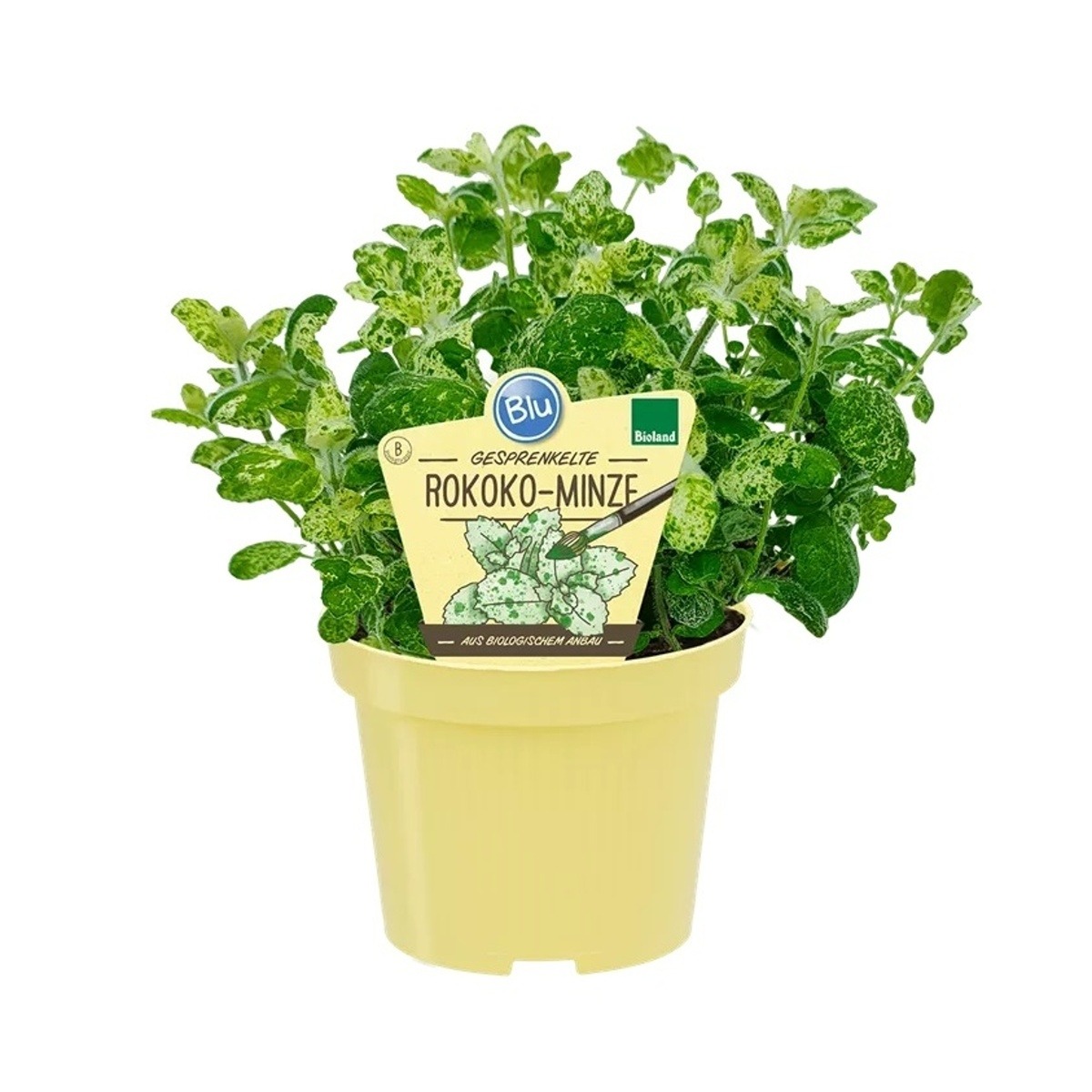 Bylinky - Máta rokoko Calixte BIO květináč 12cm