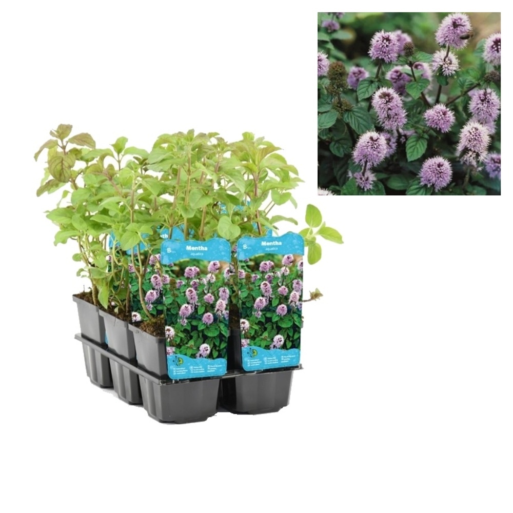 Vodní rostliny a lekníny - Máta vodní květináč 9cm
